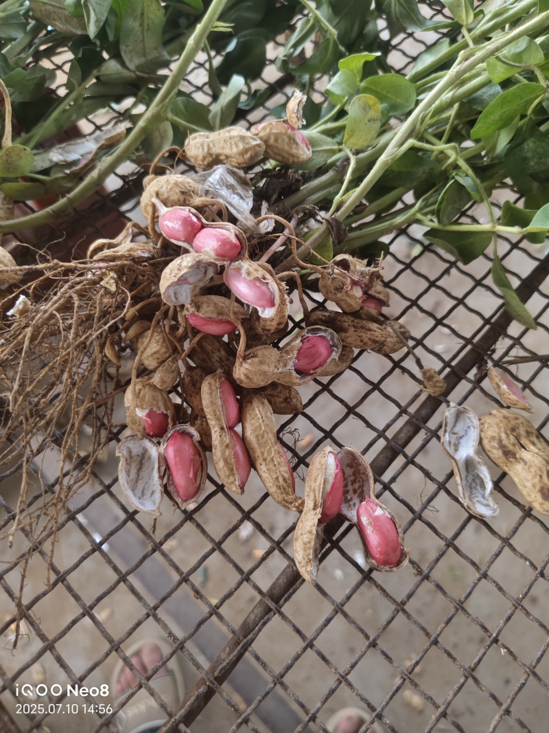 精品沙地四粒红花生，颗粒饱满
