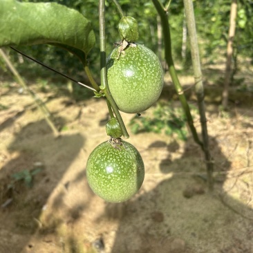 广西黄金百香果钦蜜9号电商果45克起