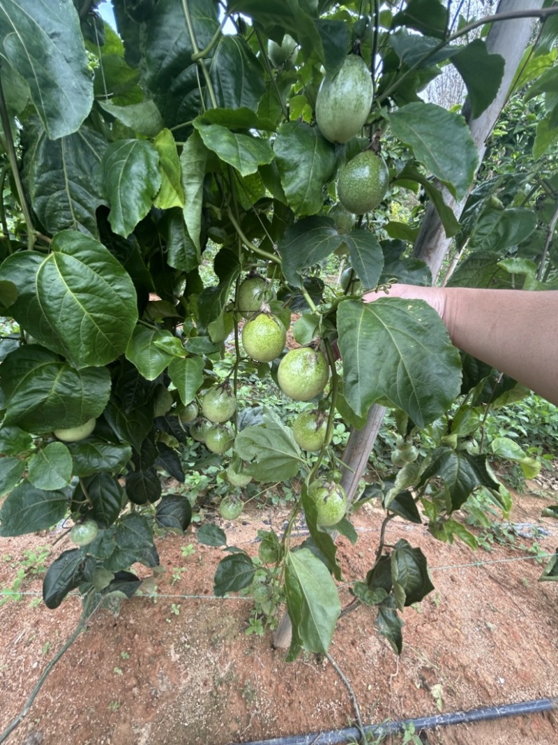 广西黄金百香果钦蜜9号电商果45克起