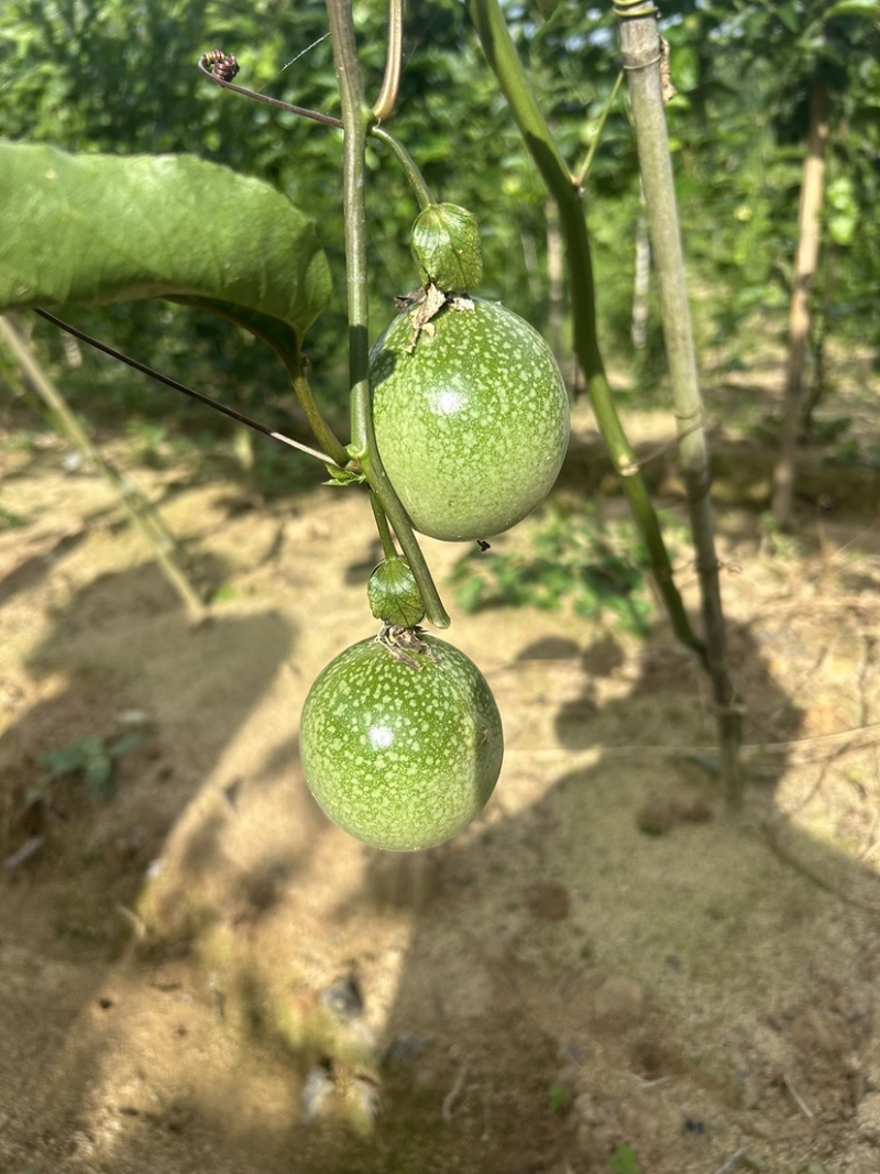 广西黄金百香果钦蜜9号电商果45克起