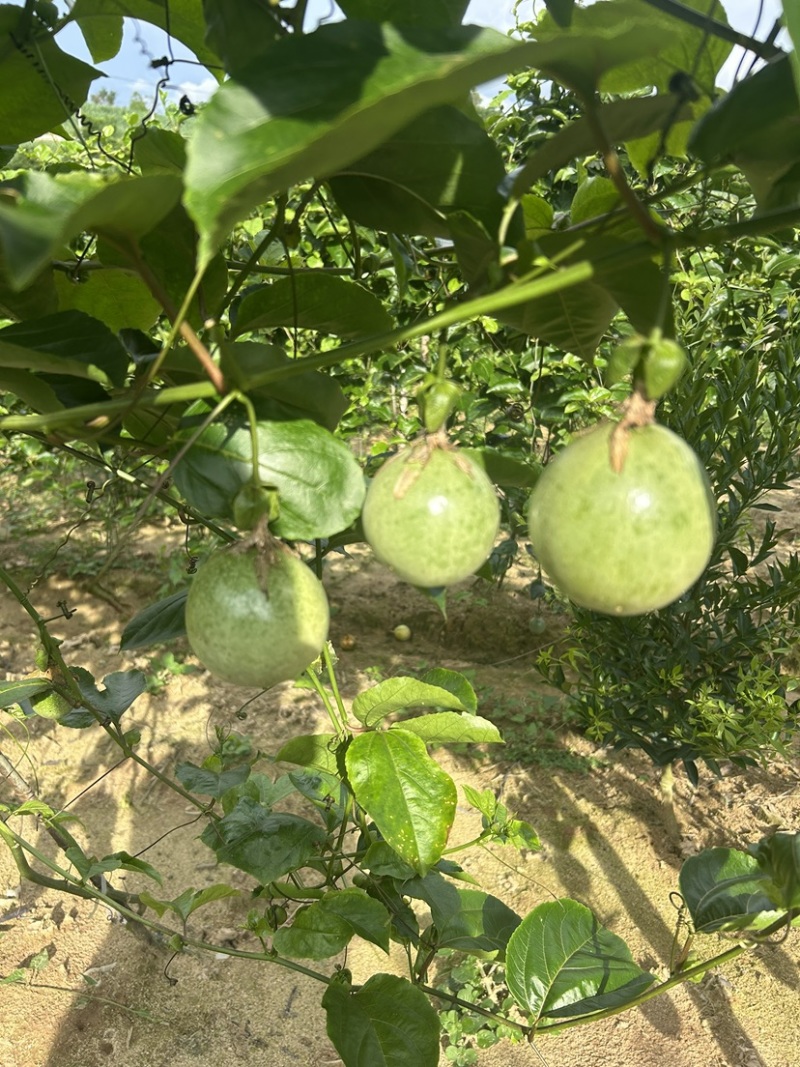 广西黄金百香果钦蜜9号电商果45克起