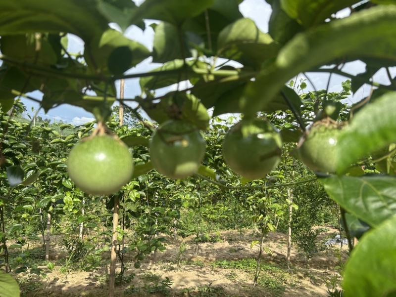 广西黄金百香果钦蜜9号电商果45克起