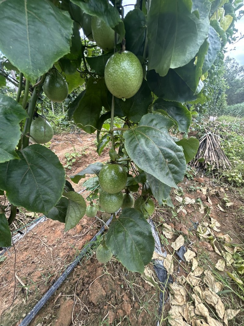 广西黄金百香果钦蜜9号电商果45克起