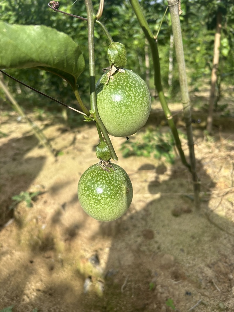 广西黄金百香果钦蜜9号电商果45克起