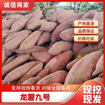 龙九红薯支持各种包装一手货源批发价