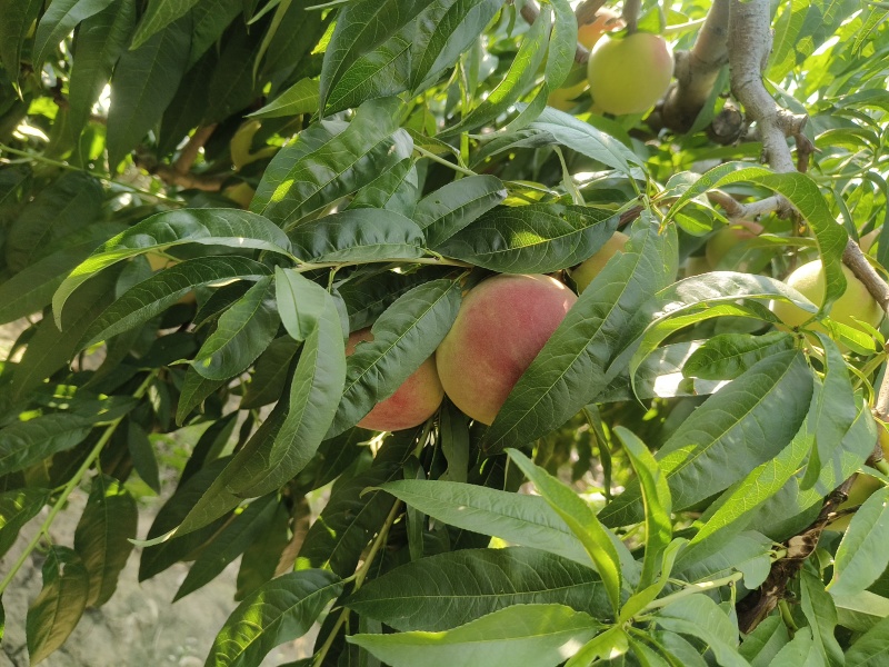 龙凤三，早十四上市，后期持续供应早晚久保中晚期北京十四号
