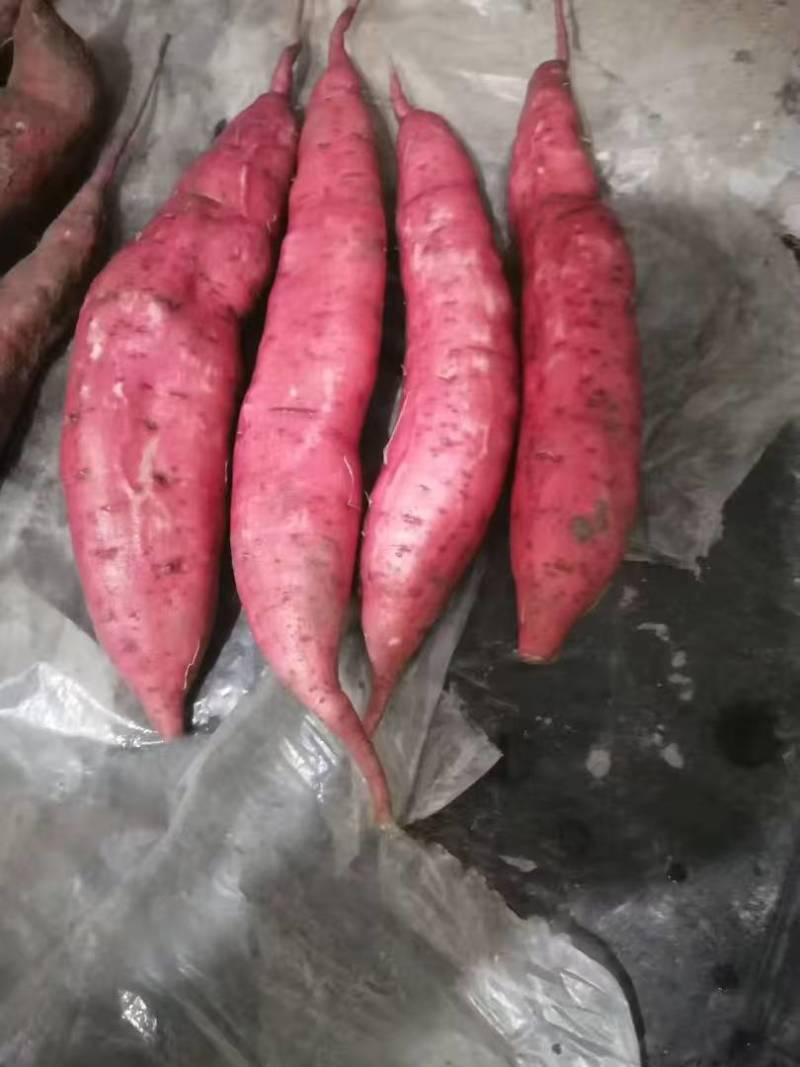 河北保定市雄县小红薯大量有货