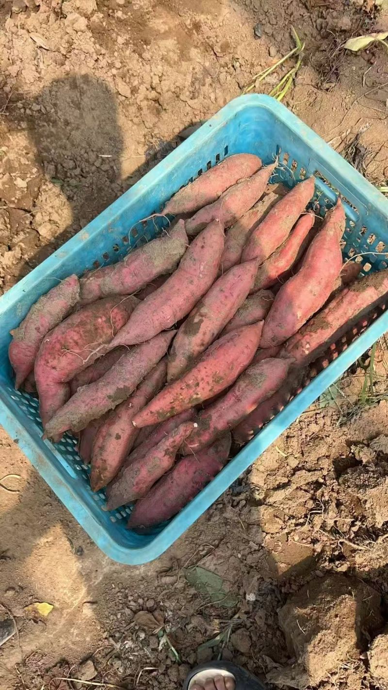 河北保定市雄县小红薯大量有货