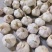 河南【紫皮大蒜】手挑精品/50—70/诚信经营/产地直发