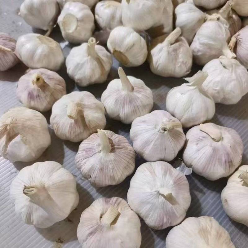 河南【紫皮大蒜】手挑精品/50—70/诚信经营/产地直发