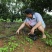 2025年新鲜夏威夷果云南西双版纳夏威夷果种植基地量大