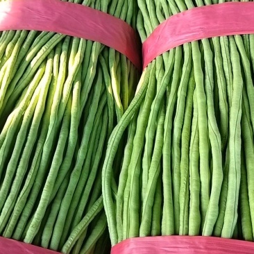 河南汝州青长豆角大量上市常年种植品质好价格低