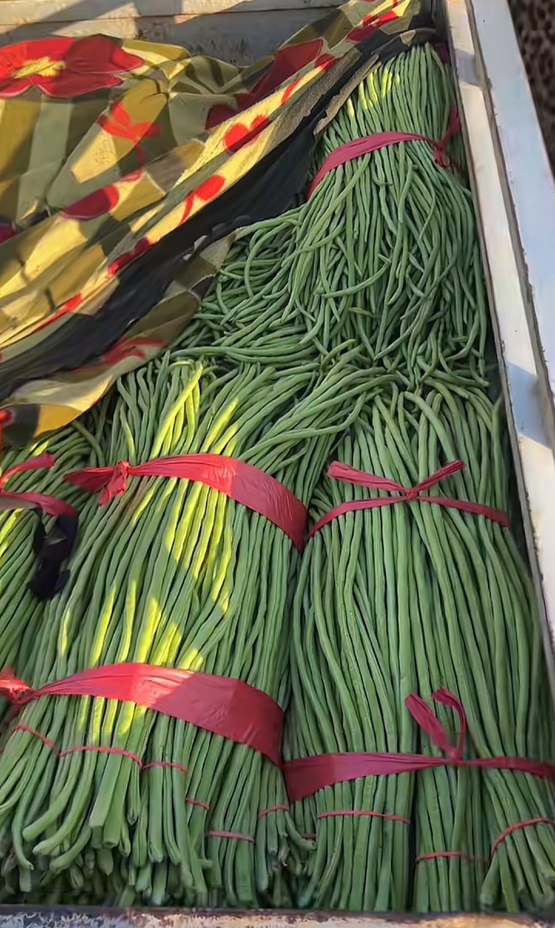 河南汝州青长豆角大量上市常年种植品质好价格低