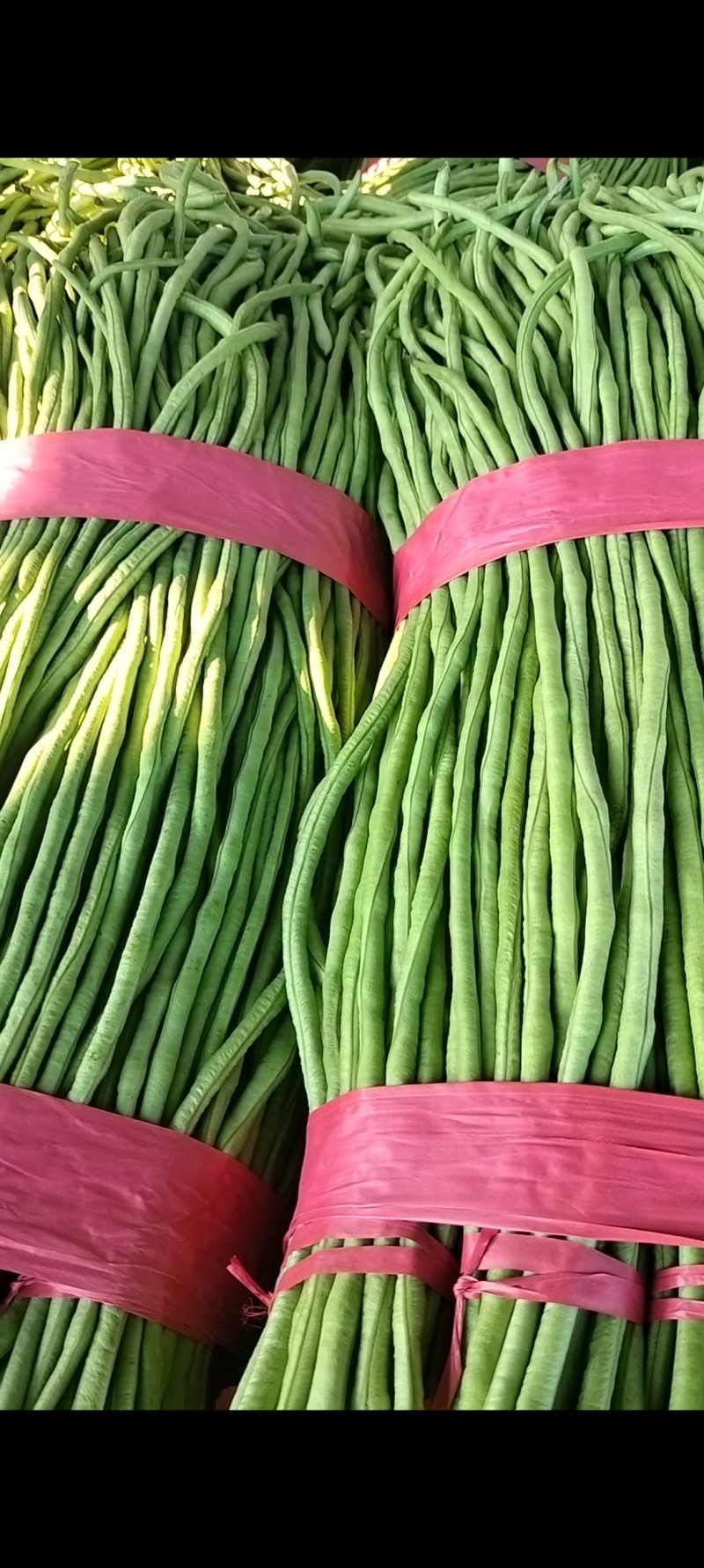 河南汝州青长豆角大量上市常年种植品质好价格低