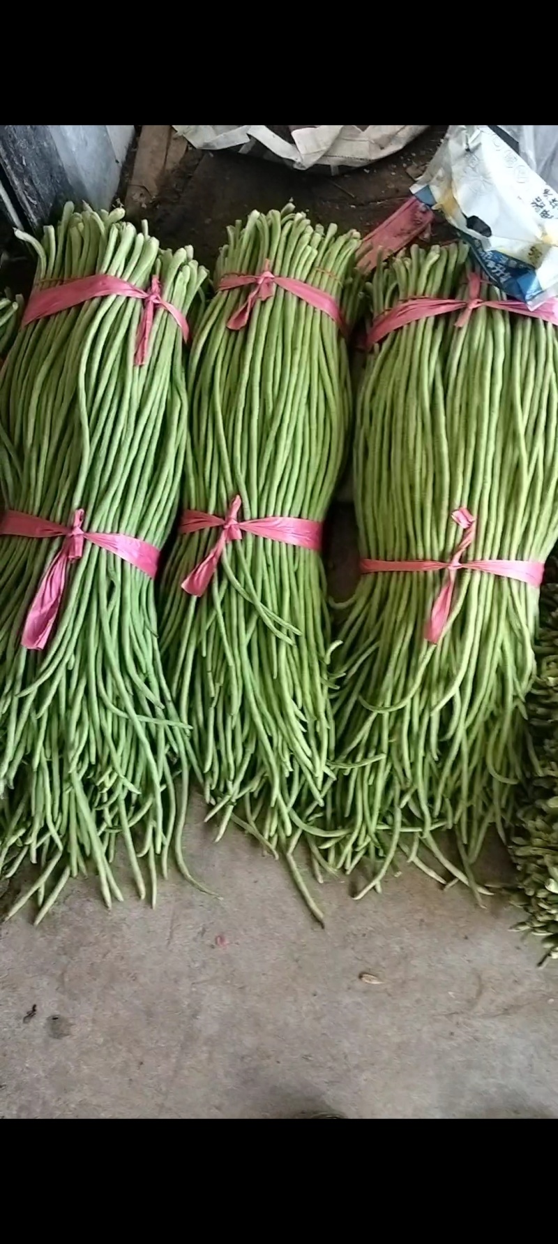 河南汝州青长豆角大量上市常年种植品质好价格低
