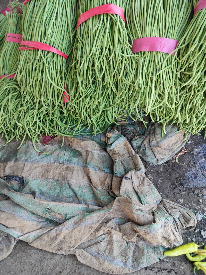 河南汝州青长豆角大量上市常年种植品质好价格低
