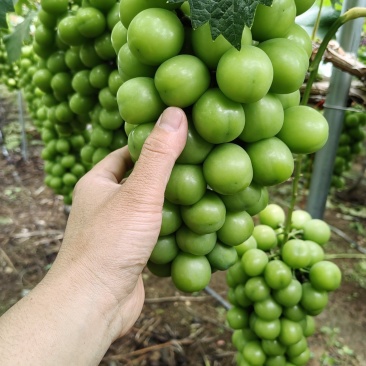 阳光玫瑰葡萄