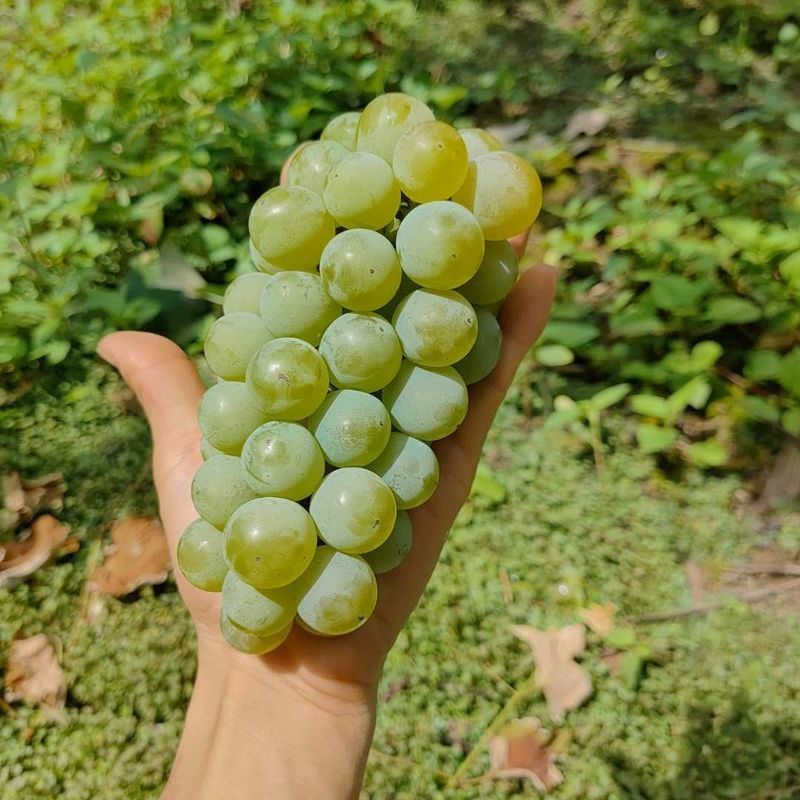 【牛商优选】精品水晶葡萄大量供应皮薄多汁香甜可口