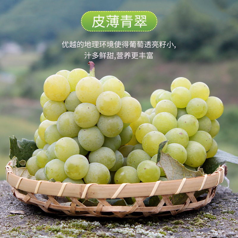 【牛商优选】精品水晶葡萄大量供应皮薄多汁香甜可口