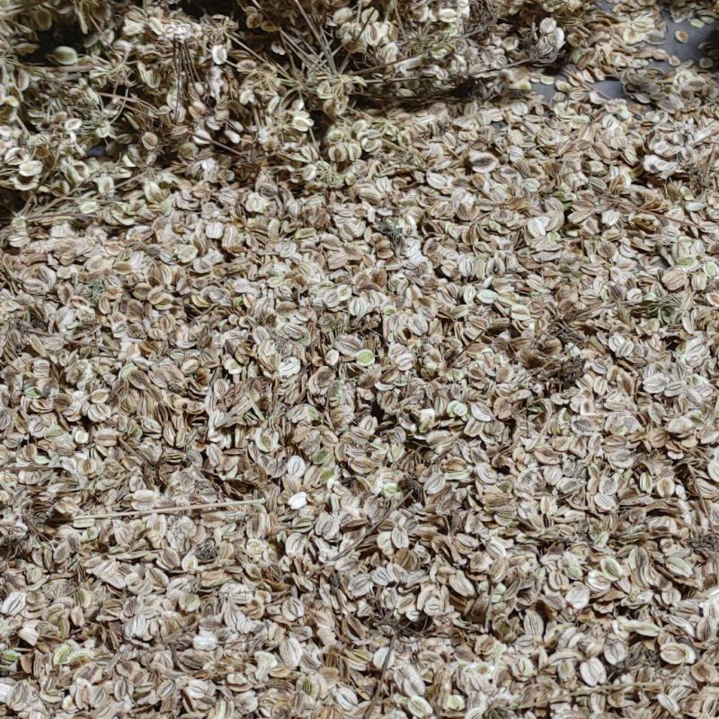 ***********两年新白芷种子