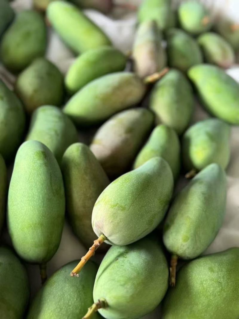 小金煌芒