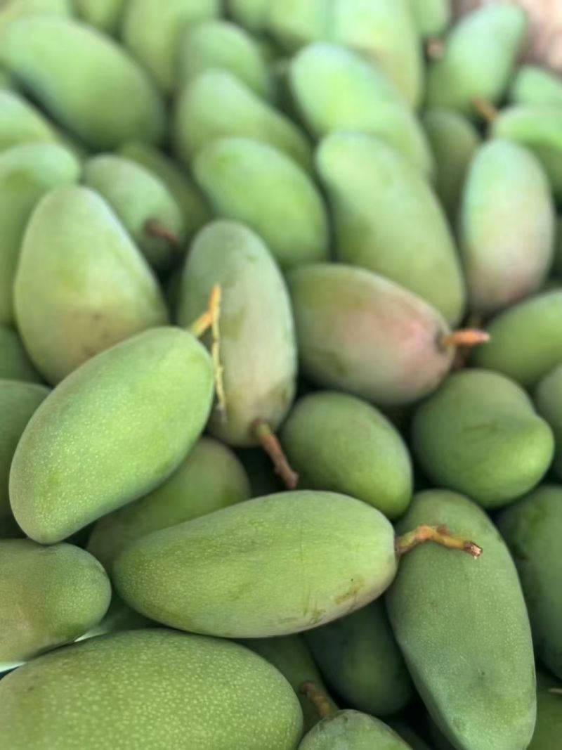 小金煌芒