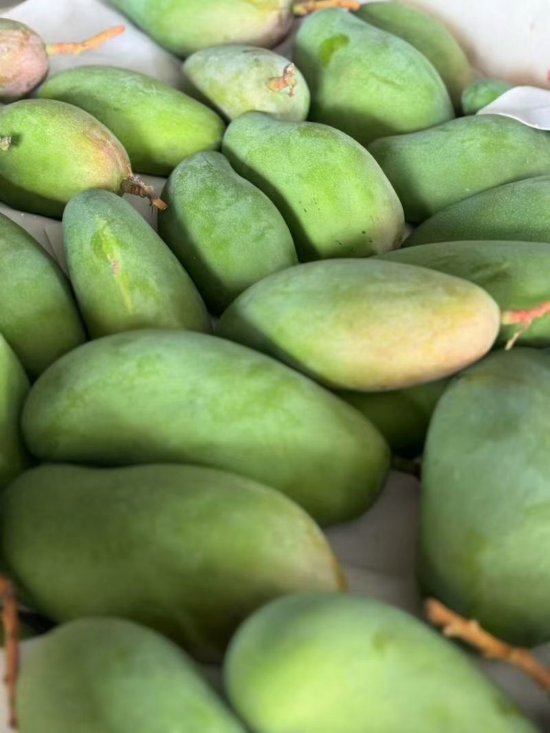 小金煌芒