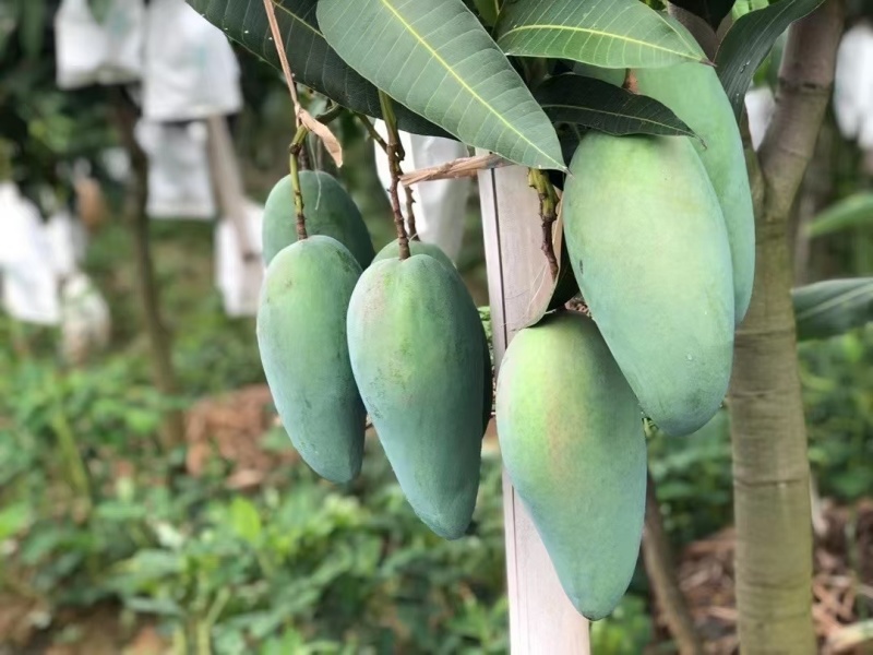 小金煌芒