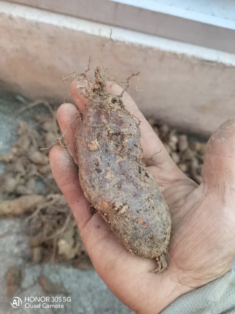 野生三叶青鲜货统货。要货的要提前两天预定。没有存货。现挖现发