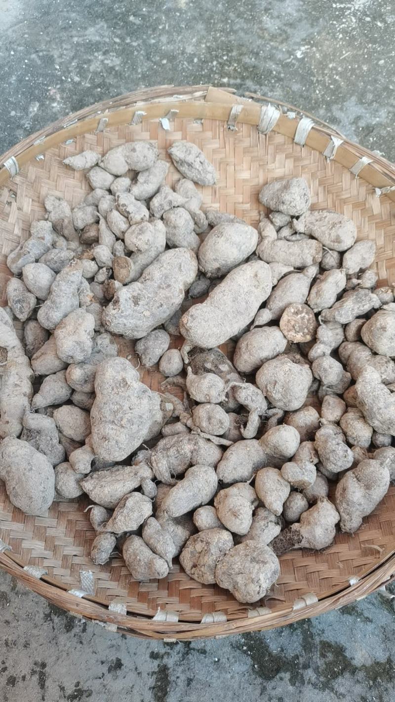 野生三叶青鲜货统货。要货的要提前两天预定。没有存货。现挖现发