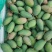 小金煌芒