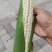 山西太原美玉2730白糯玉米150