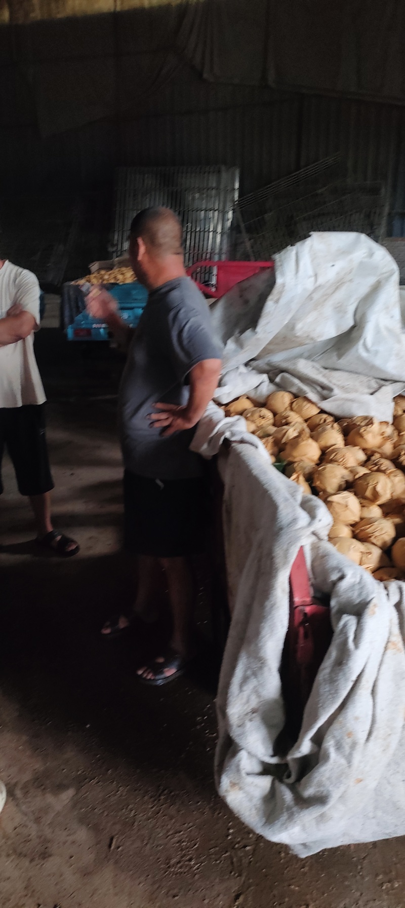 花皮翠冠梨一手货源产地直发对接全国量大从优欢迎