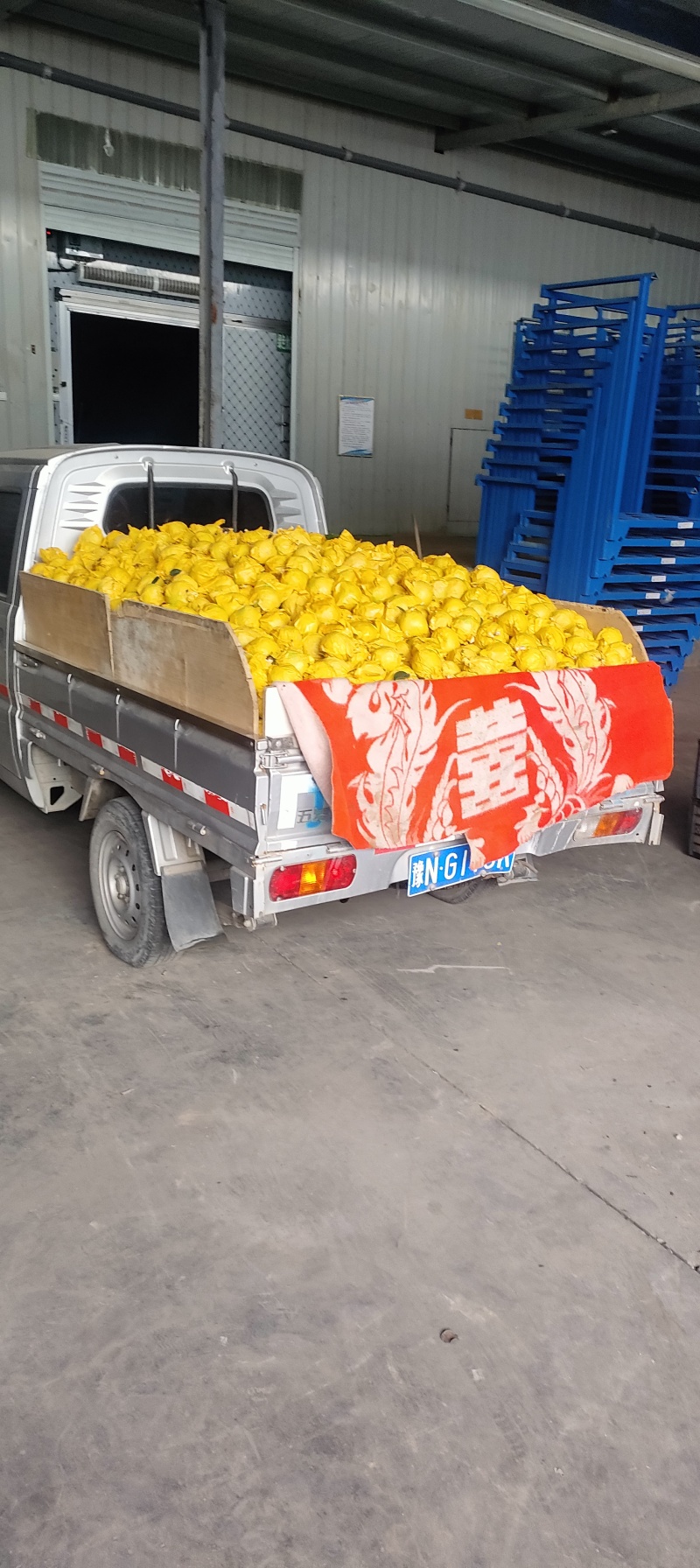 花皮翠冠梨一手货源产地直发对接全国量大从优欢迎