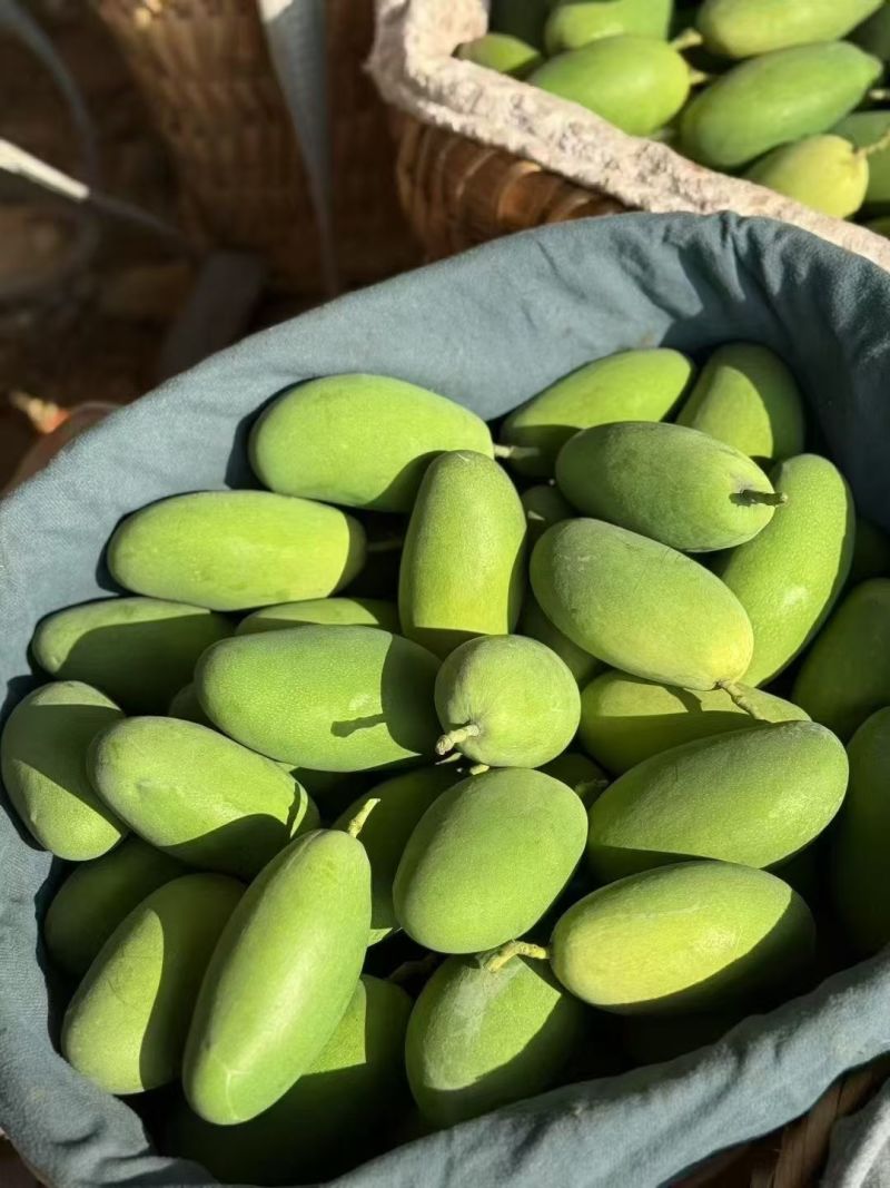 攀枝花椰香芒果
