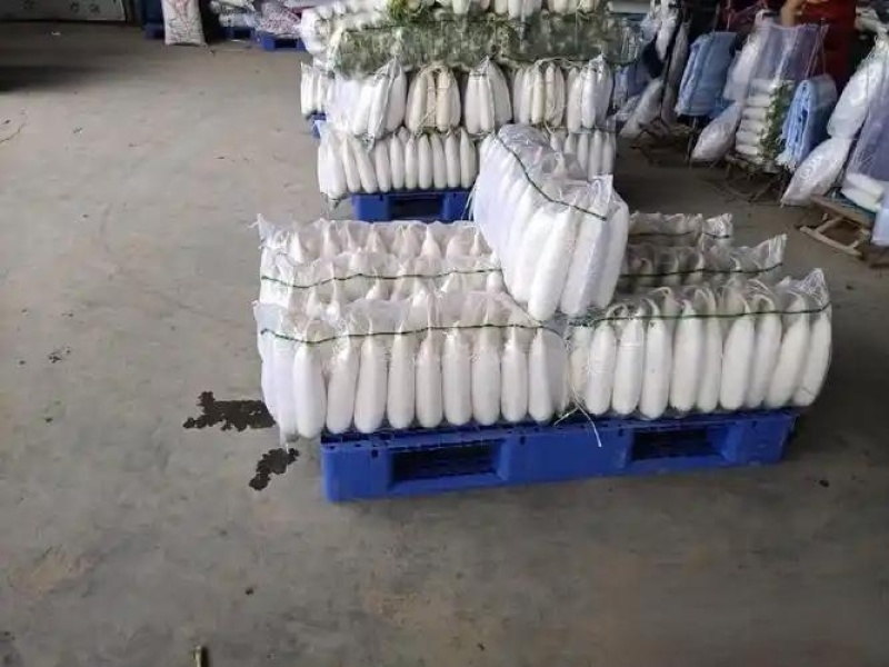 陕西榆林高山优质白萝卜