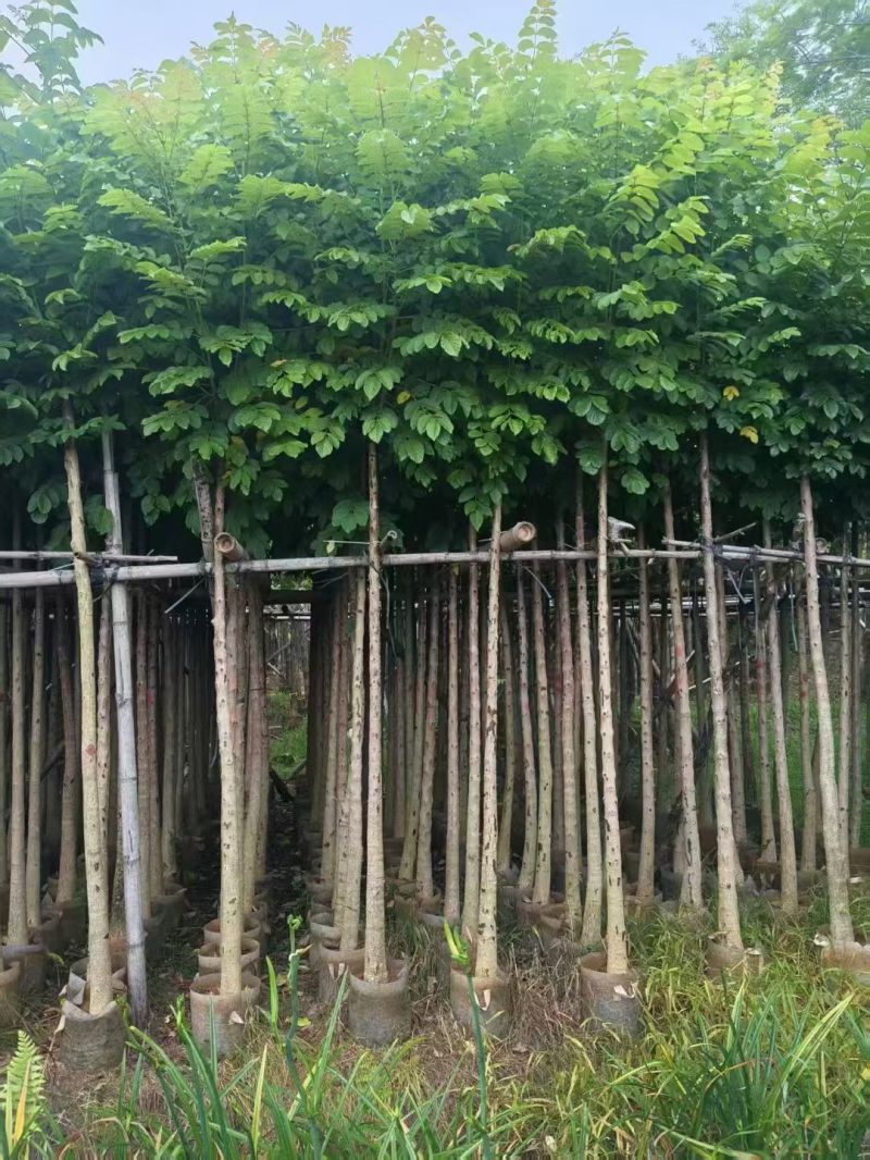 火焰木4-10公分