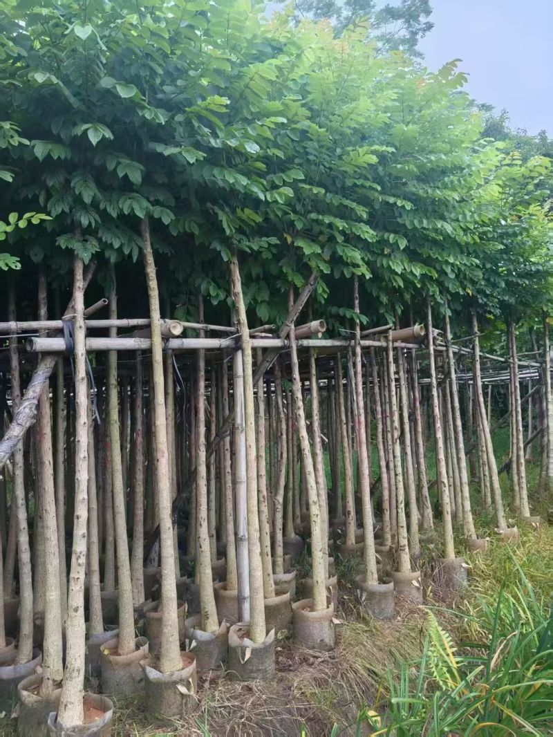 火焰木4-10公分