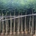 火焰木4-10公分