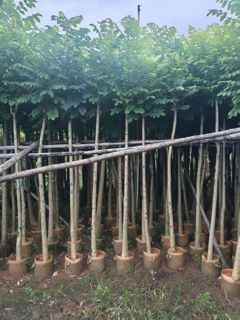 火焰木4-10公分