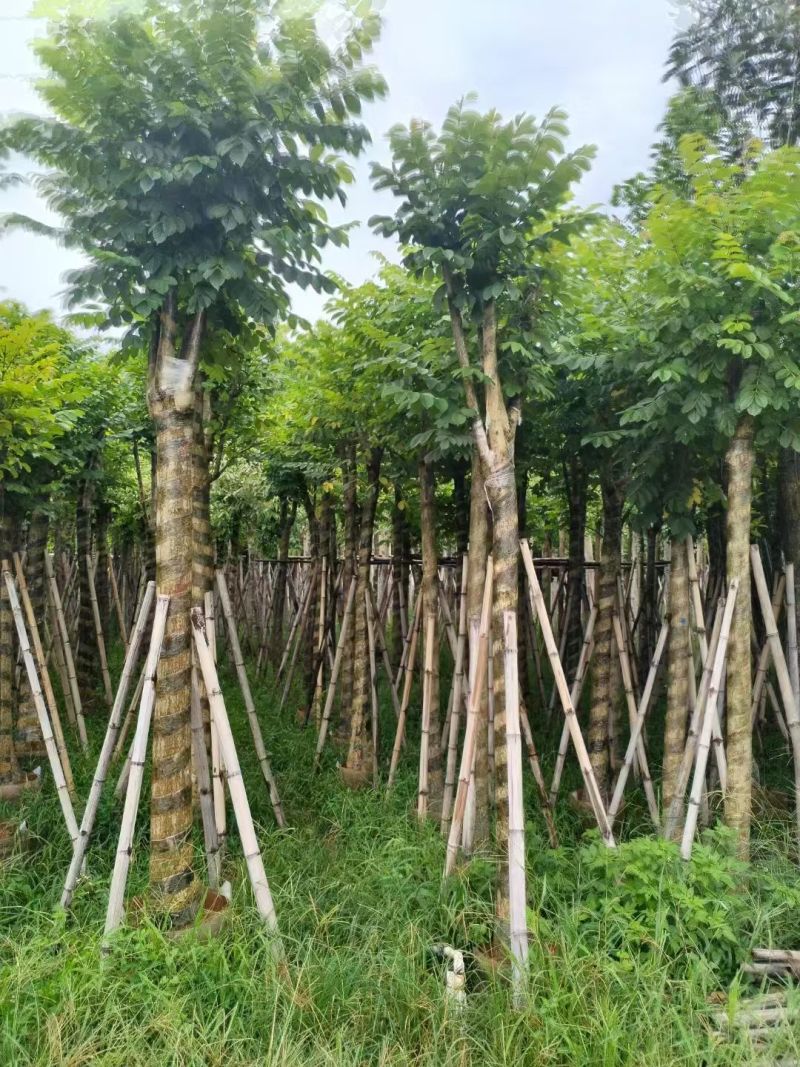火焰木4-10公分