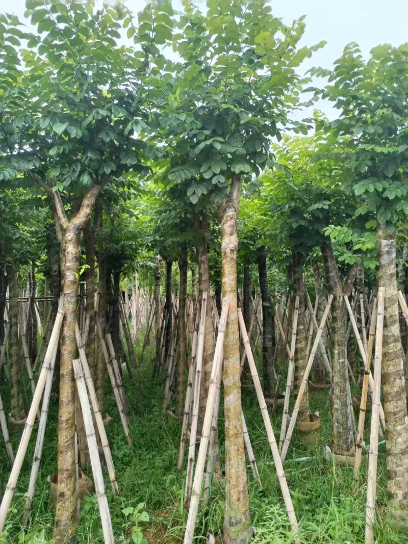 火焰木4-10公分