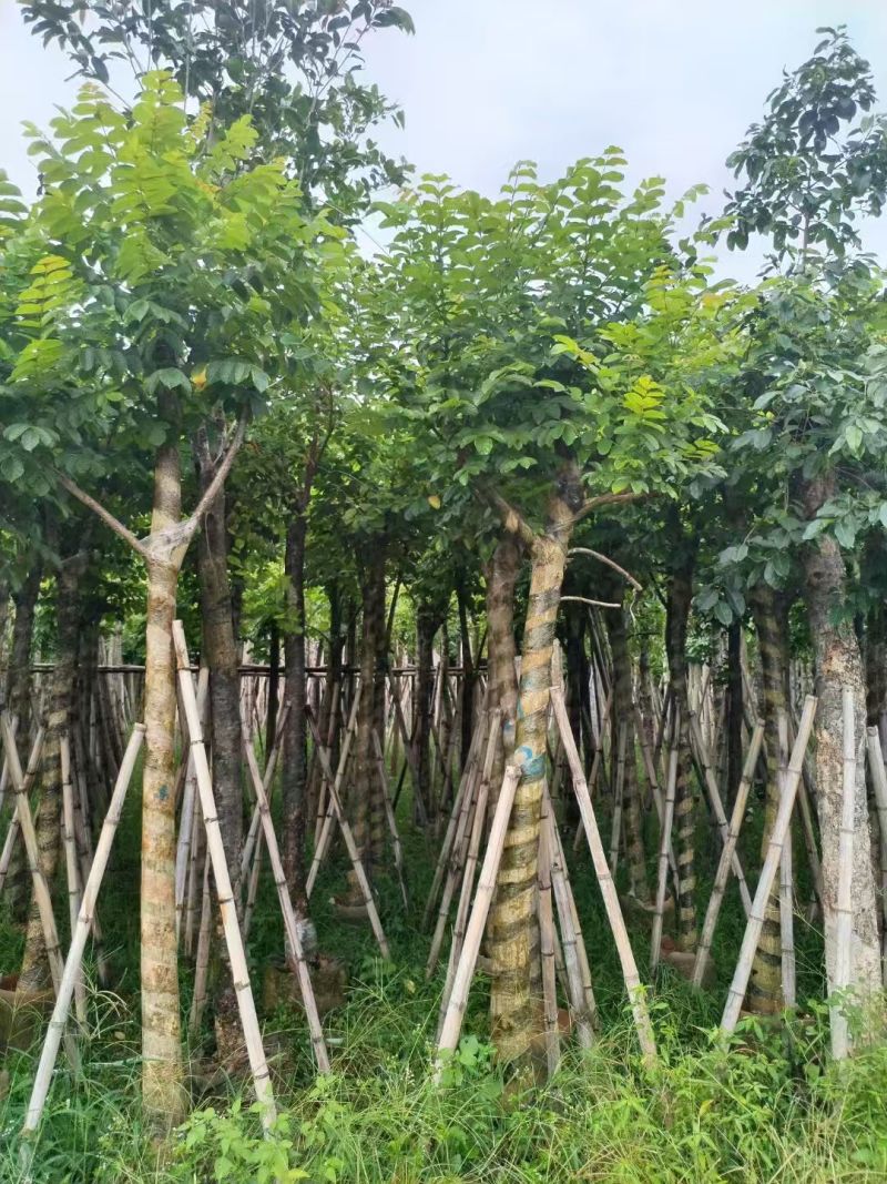 火焰木4-10公分