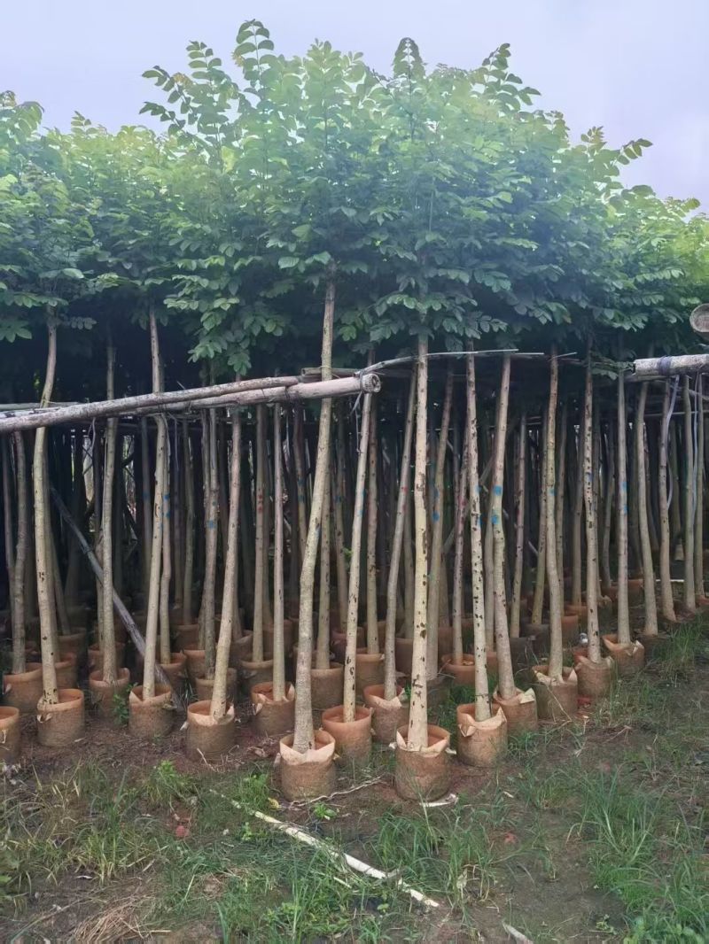 火焰木4-10公分