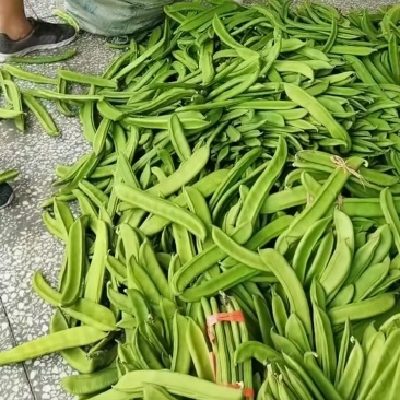 刀豆