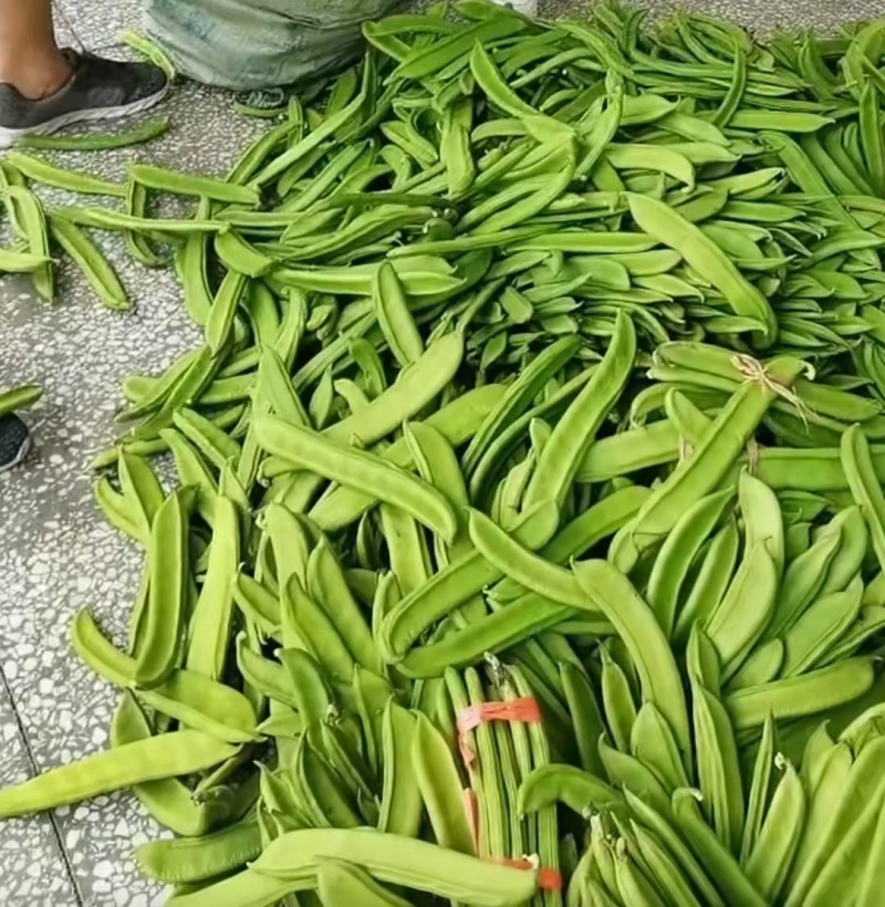 刀豆