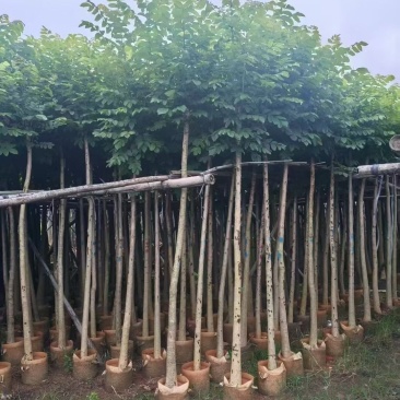 火焰木4-10公分