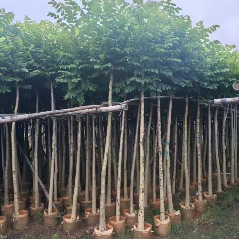 火焰木4-10公分