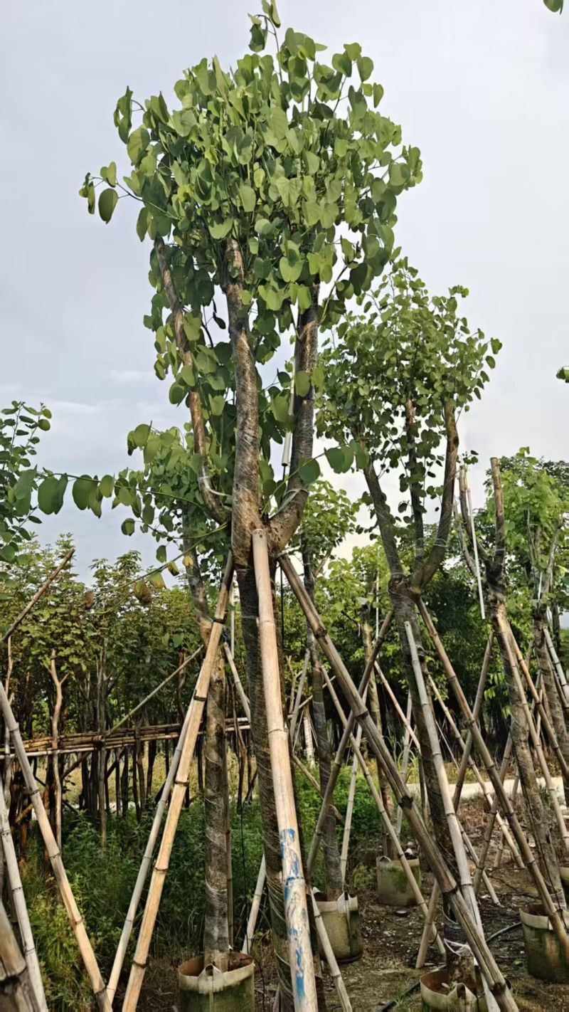 宫粉紫荆5-15