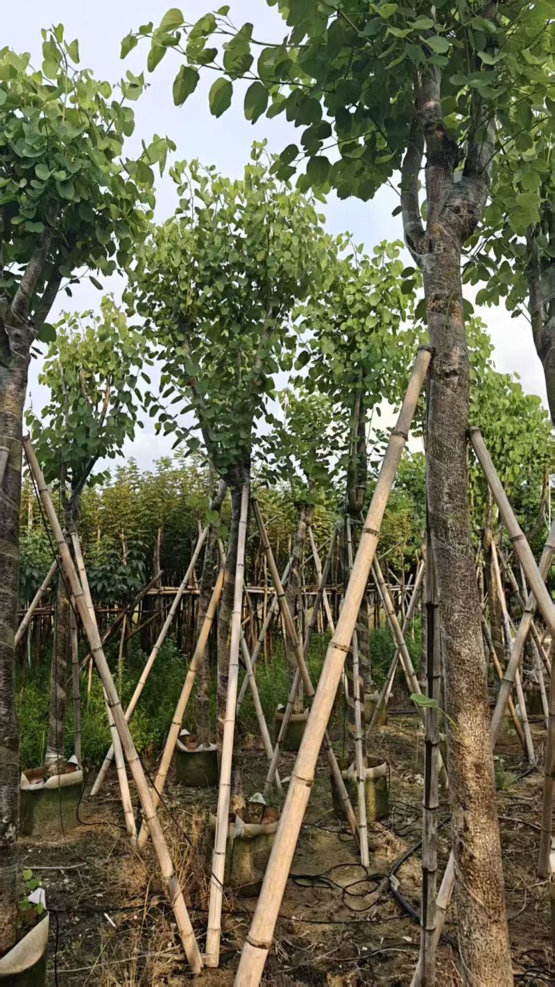 宫粉紫荆5-15